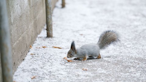 ramenskoe-gorodskoj-park-kultury-i-otdyha-zima-15