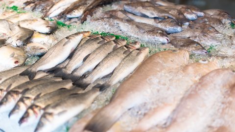 raw-fish-market