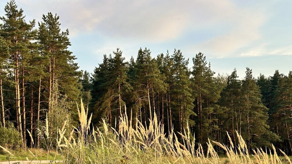 resize_1280xauto