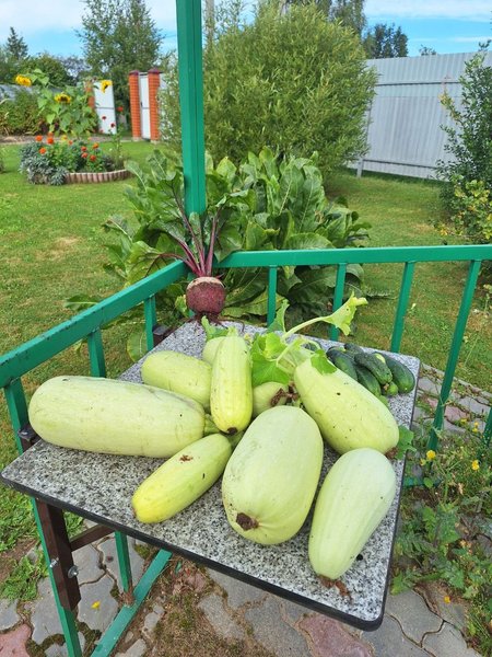 scale_2400
