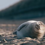 seal-lying-down-sand-beach