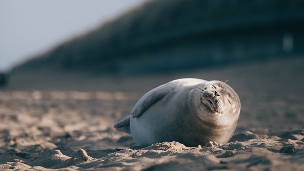 seal-lying-down-sand-beach