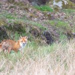 selective-focus-shot-fox-distance-while-looking-towards-camera-sweden