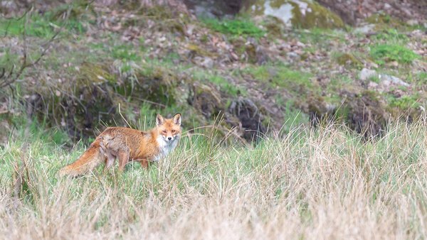 selective-focus-shot-fox-distance-while-looking-towards-camera-sweden
