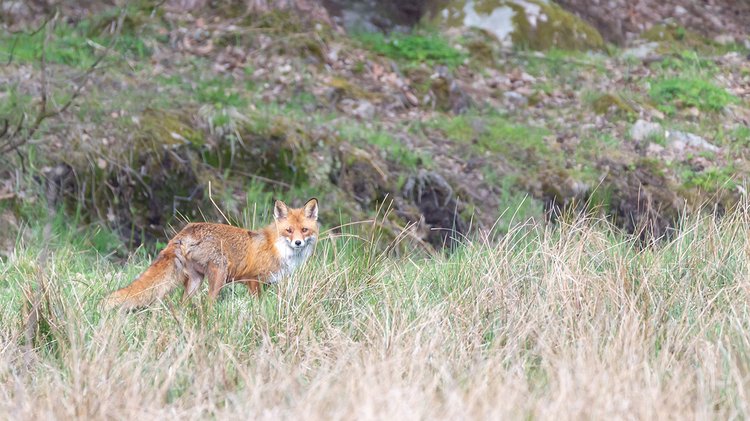 selective-focus-shot-fox-distance-while-looking-towards-camera-sweden