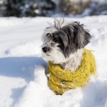 sobaka-s-zeltym-sarfom-v-snegu