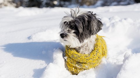 sobaka-s-zeltym-sarfom-v-snegu