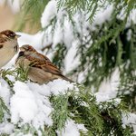 soft-focus-sparrows-perched-cypress-tree-with-snow