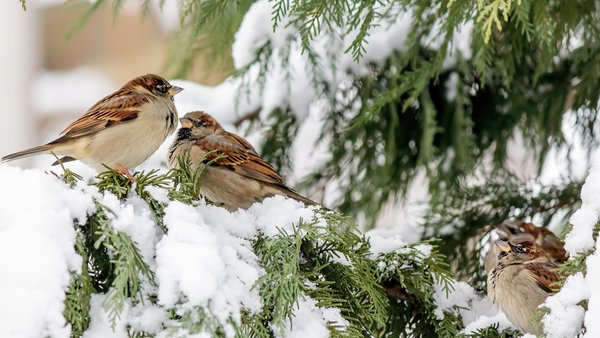 soft-focus-sparrows-perched-cypress-tree-with-snow