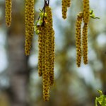 spring-birch-branches