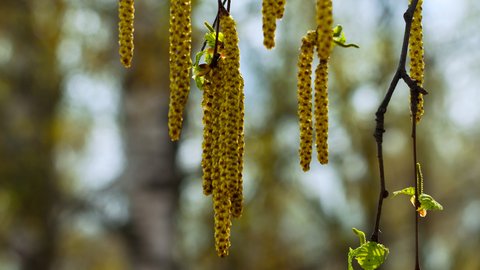 spring-birch-branches