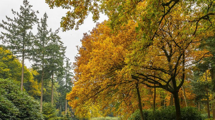 stunning-view-lake-tall-trees-park-cool-day