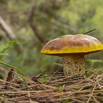 suillus-collinitus-pine-bolete-fungus