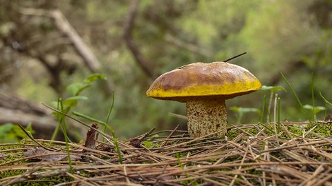 suillus-collinitus-pine-bolete-fungus