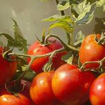 tomatoes-growing-garden