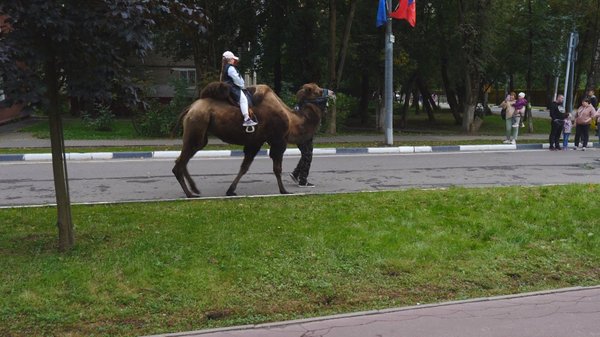 На праздник горожане шли целыми семьями, и организаторы постарались, чтобы буквально каждый нашел себе развлечение