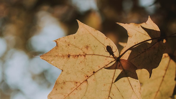 vertical-shot-yellow-leaf-sunny-day-with-blurred-natural-background