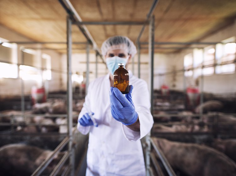 veterinar-v-zasitnoi-odezde-derzit-butylku-s-lekarstvom-na-svinoferme