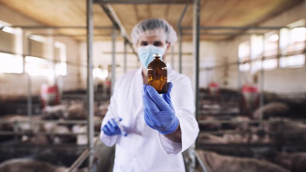 veterinar-v-zasitnoi-odezde-derzit-butylku-s-lekarstvom-na-svinoferme