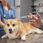 veterinar-zabotitsa-o-sobake