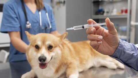 veterinar-zabotitsa-o-sobake