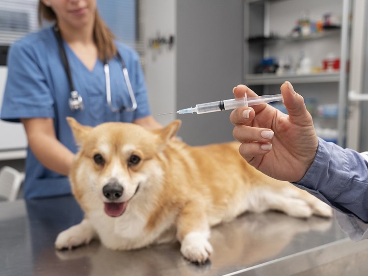 veterinar-zabotitsa-o-sobake