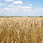 wheat-field-ready-harvest