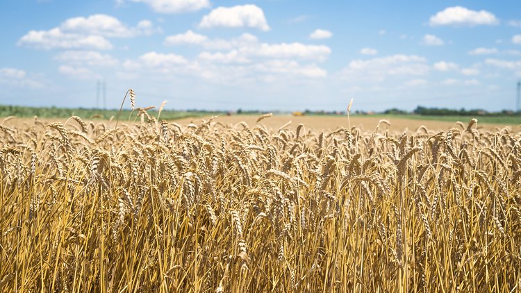 wheat-field-ready-harvest