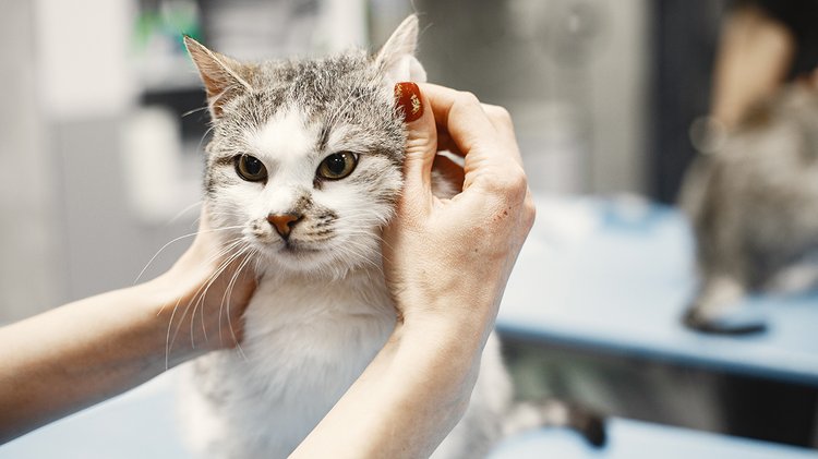 white-gray-cat-couch-woman-stroking-cat-fluffy-cat