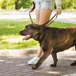 woman-walking-with-her-dog-walkway-park