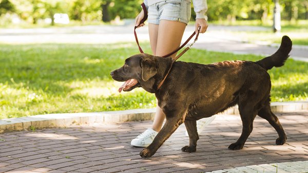 woman-walking-with-her-dog-walkway-park