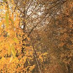 wooden-road-park-autumn