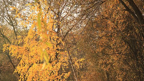 wooden-road-park-autumn