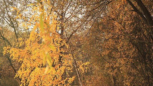 wooden-road-park-autumn