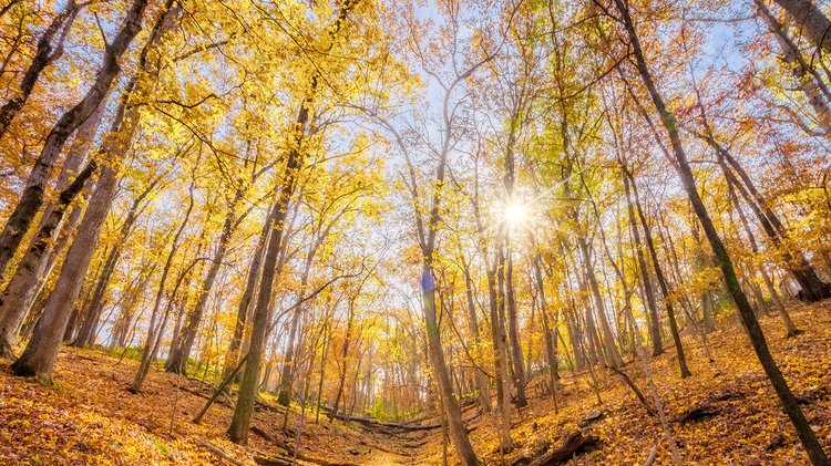 worm-s-eye-view-sunburst-through-autumn-trees-slope-mountain