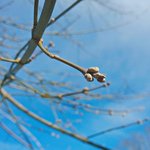 wp_20160329_008-ekaterina-djatlovskaja